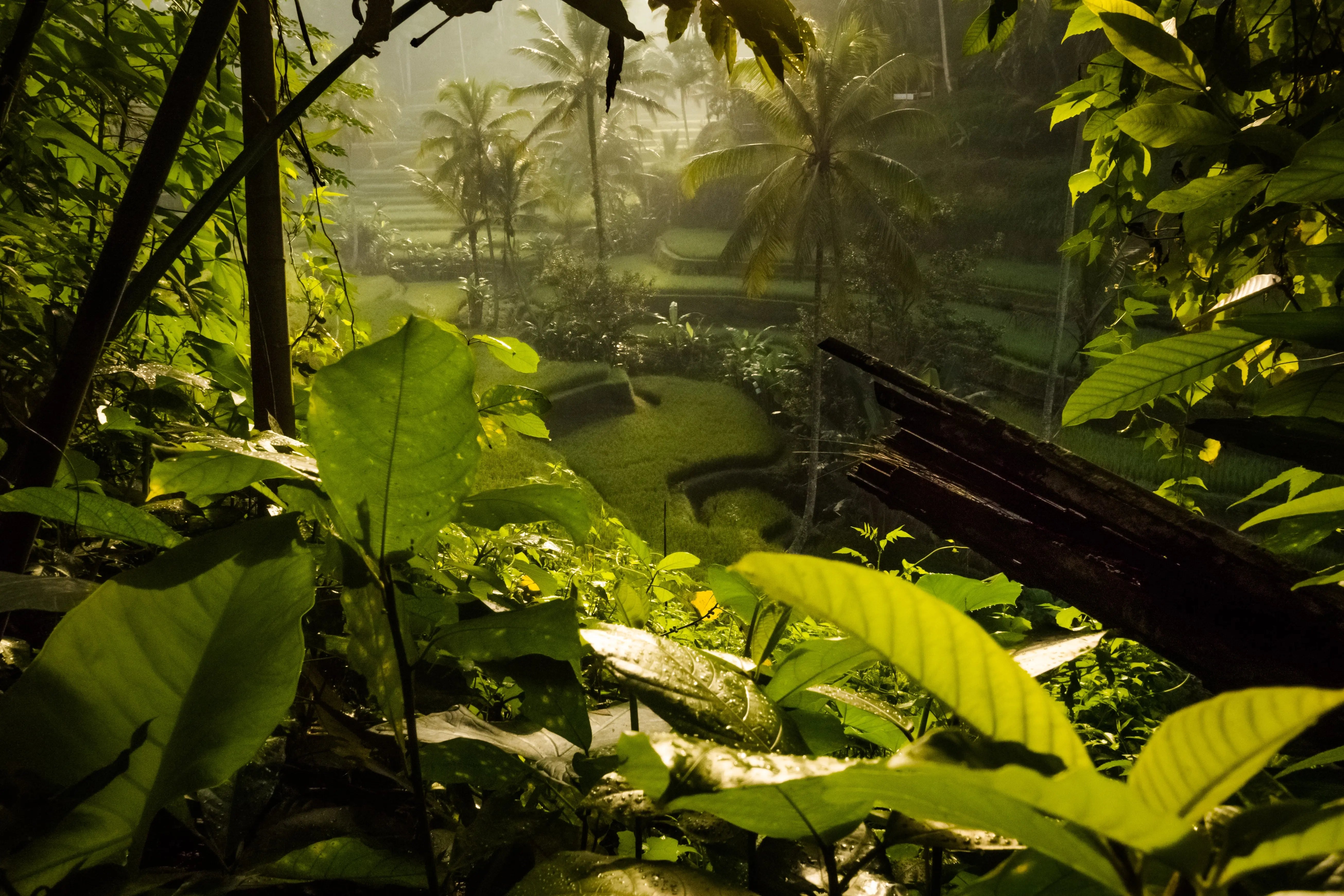 Jungle Hintergrund Bali
