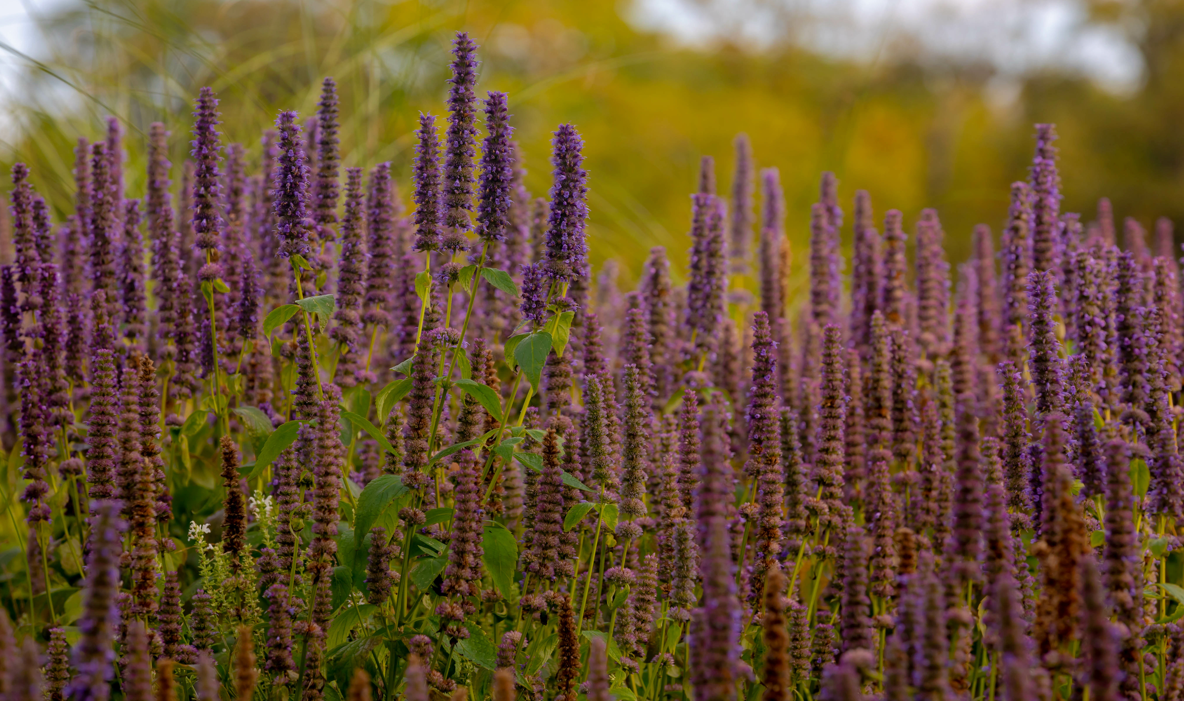 Duftsoff Patchouli